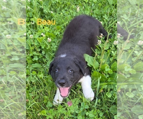 Medium Photo #1 Border Collie Puppy For Sale in INDEPENDENCE, WV, USA