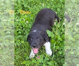 Medium Border Collie
