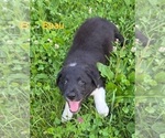 Puppy Puppy 1 Border Collie