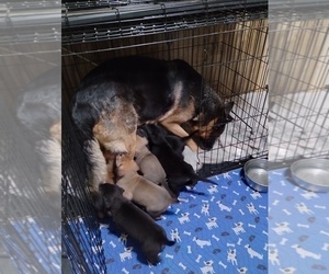 Mother of the German Shepherd Dog-Great Dane Mix puppies born on 03/02/2023