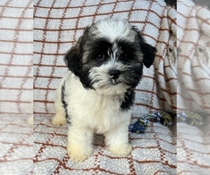 Shih Tzu Puppy for sale in FRANKLIN, IN, USA