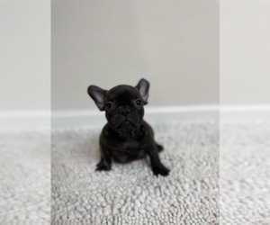 French Bulldog Puppy for sale in CHARLESTON, SC, USA