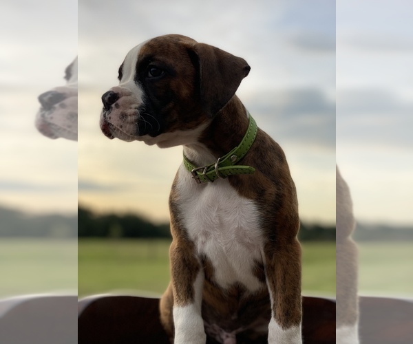 Medium Photo #12 Boxer Puppy For Sale in WAUCHULA, FL, USA