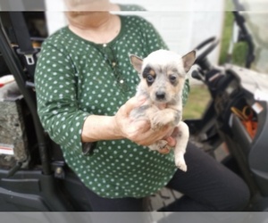 Australian Cattle Dog Litter for sale in FERRUM, VA, USA