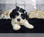 Puppy 4 Shih Tzu