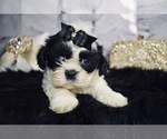 Puppy 3 Shih Tzu