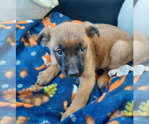 Boxer-Unknown Mix Dogs for adoption in pomfret, CT, USA