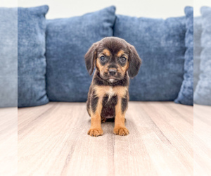 Beaglier Puppy for sale in MILLERSBURG, OH, USA