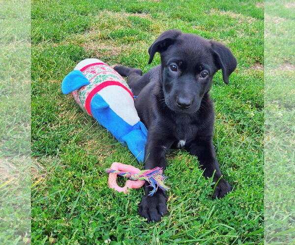 Medium Photo #4 Mutt Puppy For Sale in Des Moines, IA, USA