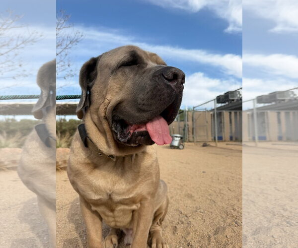 Medium Photo #4 Mutt Puppy For Sale in Goodyear, AZ, USA