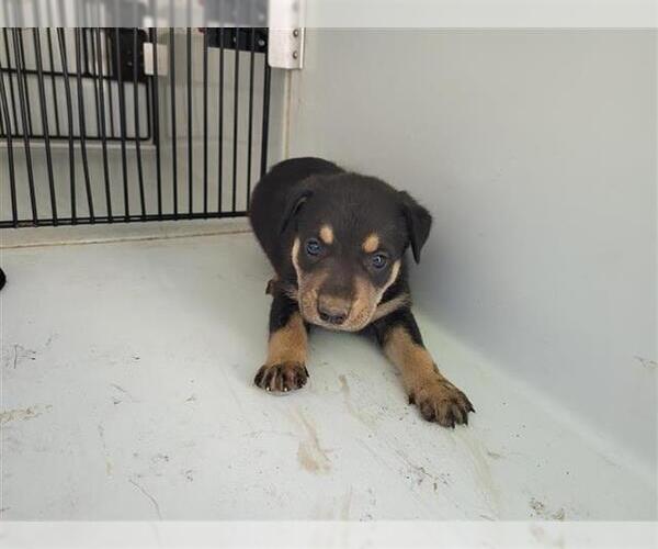 Medium Photo #1 Shepradors Puppy For Sale in Houston, TX, USA