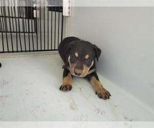 Shepradors Dogs for adoption in Houston, TX, USA