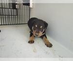 Small Shepradors