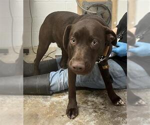 Border Collie-Unknown Mix Dogs for adoption in San Andreas, CA, USA