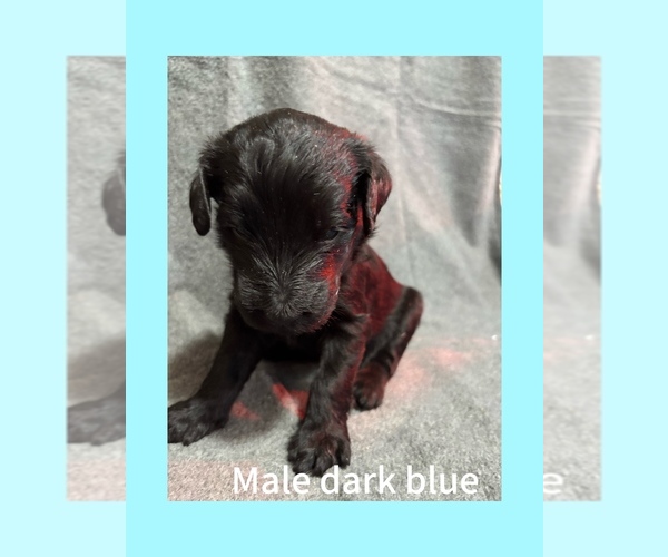 Medium Photo #1 Labradoodle Puppy For Sale in WILLISTON, SC, USA