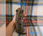 Small #14 Chizer