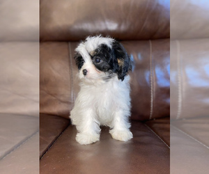 Cavapoo Puppy for sale in LOWELL, MA, USA