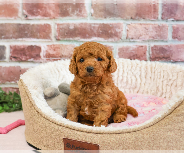 Medium Photo #3 Cavapoo (Miniature) Puppy For Sale in SYRACUSE, IN, USA
