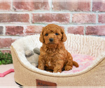 Small #2 Cavapoo (Miniature)
