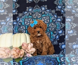 Cavapoo Puppy for sale in NEW PROVIDENCE, PA, USA