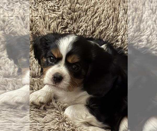 Medium Photo #1 Cavalier King Charles Spaniel Puppy For Sale in WICHITA, KS, USA