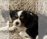 Small Cavalier King Charles Spaniel
