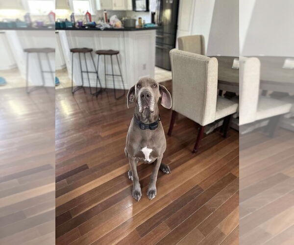 Medium Photo #2 Great Dane Puppy For Sale in Bullard, TX, USA