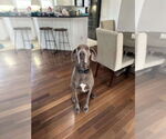 Small #1 Great Dane