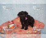 Small Photo #2 Poodle (Toy)-Yorkshire Terrier Mix Puppy For Sale in SANGER, TX, USA