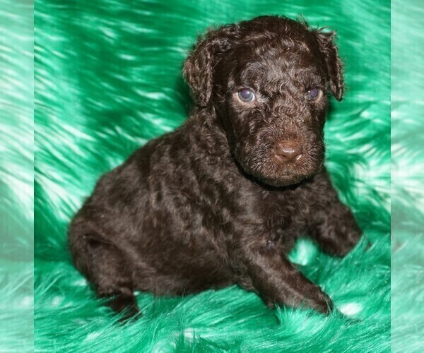 Medium Photo #4 Labradoodle mix (+ Poodle Standard) Puppy For Sale in LA HABRA, CA, USA