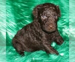 Small Photo #4 Labradoodle mix (+ Poodle Standard) Puppy For Sale in LA HABRA, CA, USA