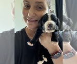 Small #101 Bernedoodle
