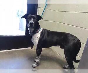 Border Collie-Unknown Mix Dogs for adoption in Tulsa, OK, USA