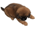 Small Photo #2 ShihPoo Puppy For Sale in SAN DIEGO, CA, USA