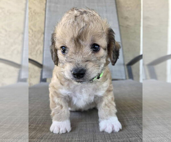 Medium Photo #2 Maltipoo (Miniature) Puppy For Sale in Corona, CA, USA
