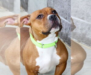 American Pit Bull Terrier-Unknown Mix Dogs for adoption in Evansville, IN, USA