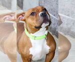 Small American Pit Bull Terrier Mix