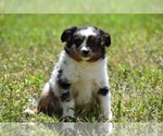 Small Photo #10 Miniature Australian Shepherd Puppy For Sale in PALM COAST, FL, USA