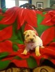Small Photo #1 Chinese Shar-Pei Puppy For Sale in TONOPAH, AZ, USA