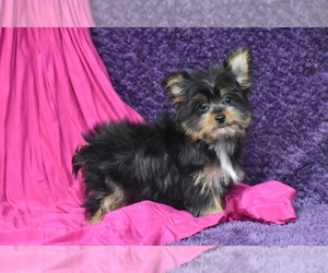 Yorkshire Terrier Puppy for sale in ELDORADO, OH, USA