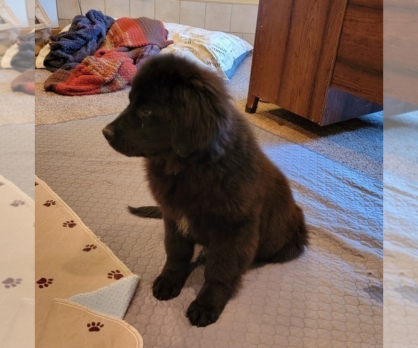 Medium Photo #4 Newfoundland Puppy For Sale in BERESFORD, SD, USA