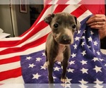 Small Photo #3 Italian Greyhound Puppy For Sale in LAS VEGAS, NV, USA