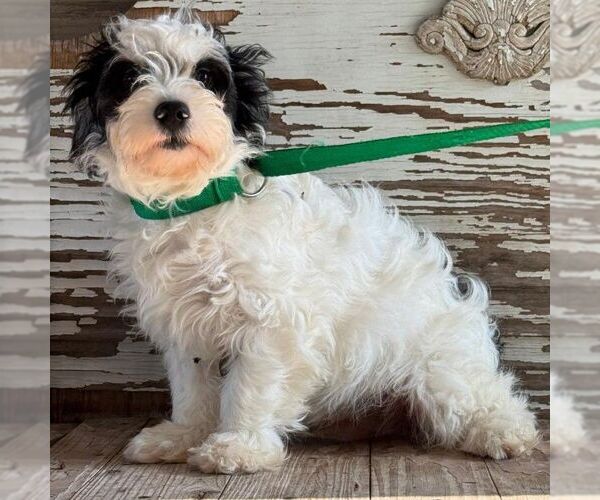Medium Photo #1 Shih-Poo Puppy For Sale in Carrollton, TX, USA