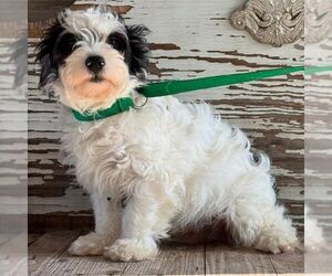 Shih-Poo Dogs for adoption in Carrollton, TX, USA