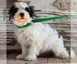 Small Shih-Poo