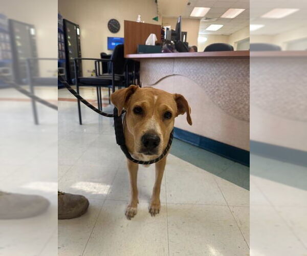 Medium Photo #1 Labrador Retriever-Unknown Mix Puppy For Sale in Corpus Christi, TX, USA