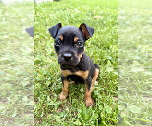 Mutt Dogs for adoption in Hillsboro, MO, USA