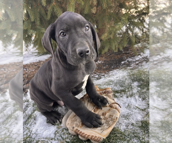 Medium Photo #3 Great Dane Puppy For Sale in MIDDLEBURY, IN, USA
