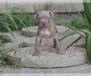 American Bully Puppy for sale in CHAMPAIGN, IL, USA
