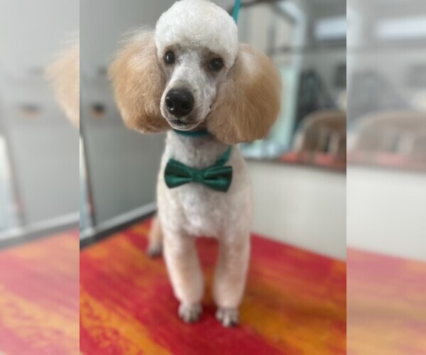 Medium Photo #1 Poodle (Miniature) Puppy For Sale in EAST AMHERST, NY, USA